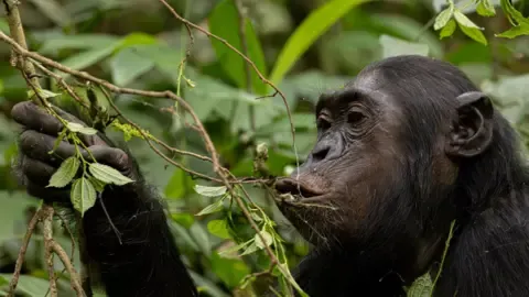 Wild Chimps Drinking an Amount Equal of an Alcoholic Beverage Per Day from Overripe Fruit, Investigation Reveals
