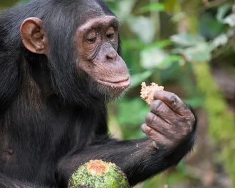 Apes Drink Everyday Alcohol Equivalent to a Beer from Fermented Figs